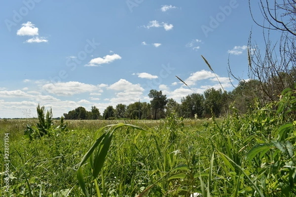 Obraz Green field and blue sky
