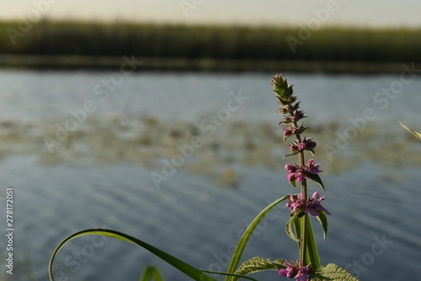 Obraz coastal flowers