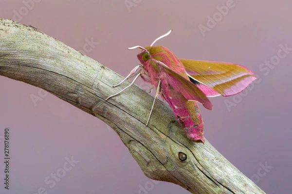 Fototapeta Butterfly - elephant hawk-moth - Deilephila elpenor
