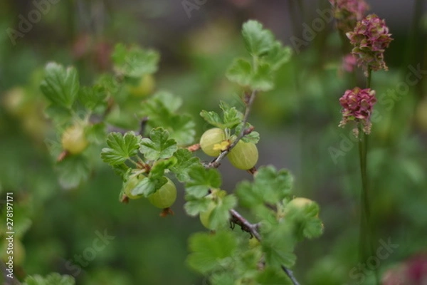 Obraz Unreife Stachelbeeren