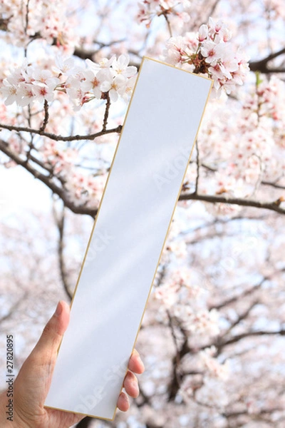 Obraz 桜の花と白紙の短冊