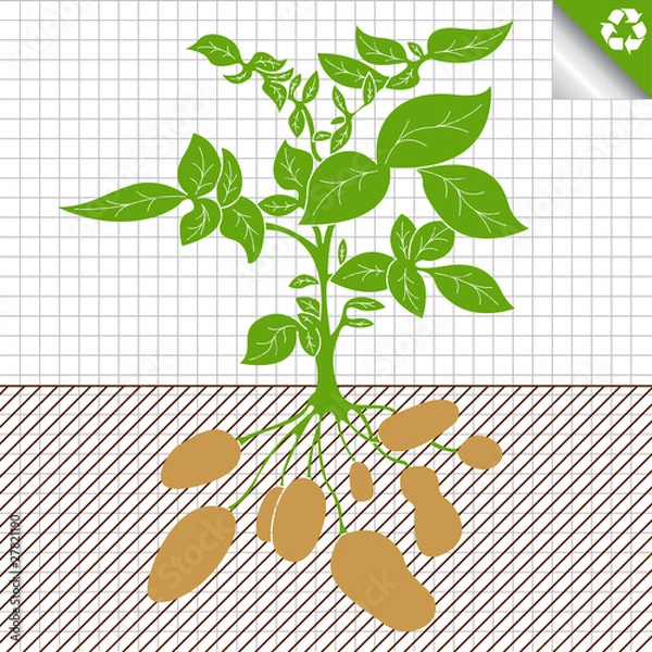 Fototapeta Potato plant vector green bush background