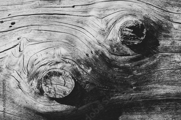 Fototapeta Closeup of cut branches on the side of weathered log