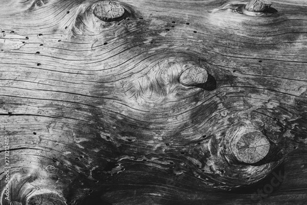 Fototapeta Textures on old log with cut branches