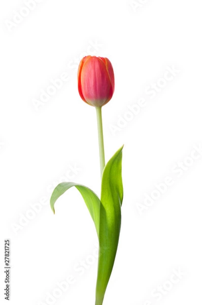 Fototapeta Tulip flower