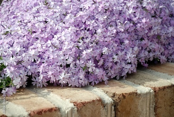 Obraz lavender phlox