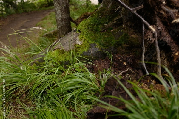 Obraz Musk on turned stump