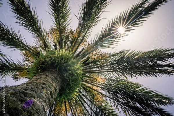 Fototapeta Looking up at a Palm Tree with the Sun Shining Through the Leaves