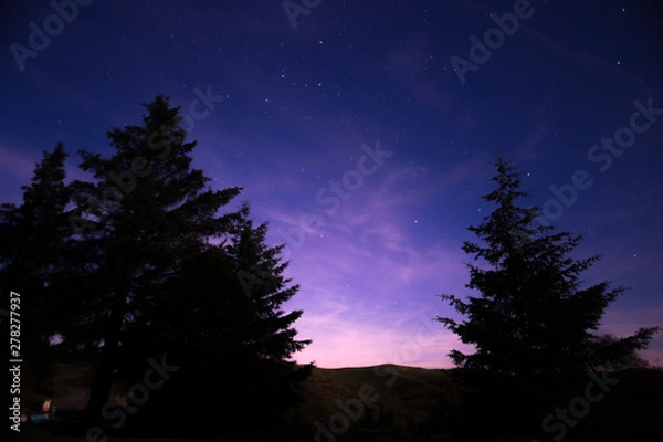 Obraz trees under a stary sky