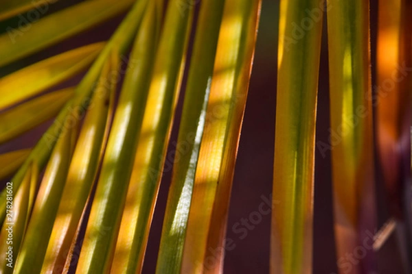 Obraz Palm frond background