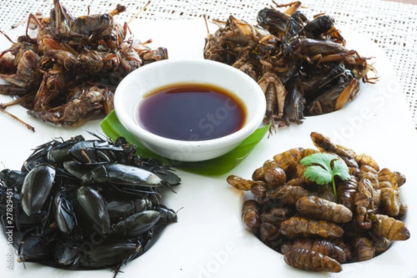 Obraz Insect assortment