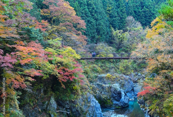 Obraz 鳩ノ巣渓谷秋景