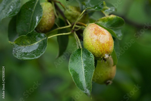 Fototapeta green pears on a branch with rain drops in close up