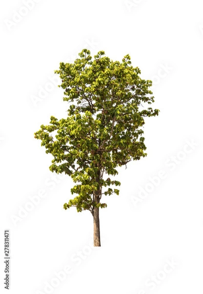 Obraz reen tree isolated on a white background. There are many branches. And a shrub.
