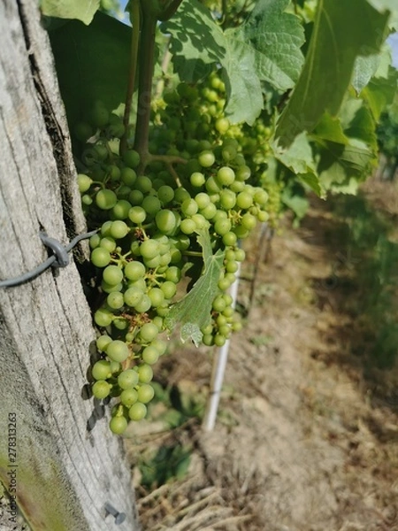 Obraz grapes on the vine