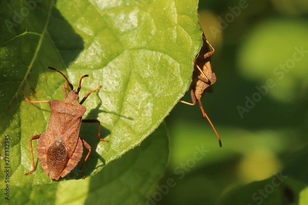 Obraz True bug on a leaf (Coreus marginatus)