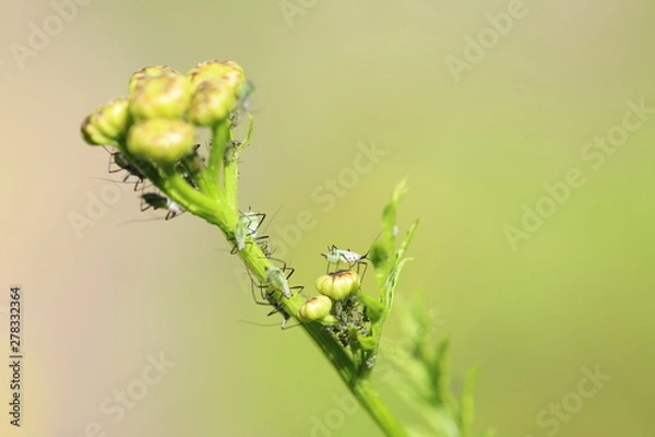 Obraz Aphids on a flower