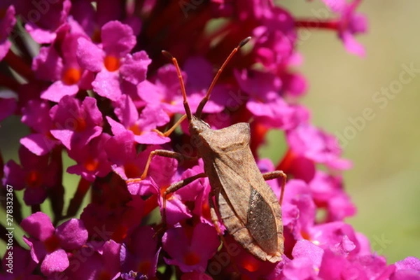 Obraz True bug on a flower