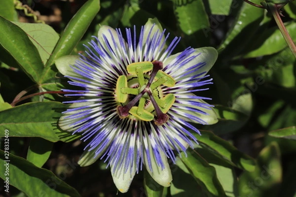 Obraz Passion fruit blossom