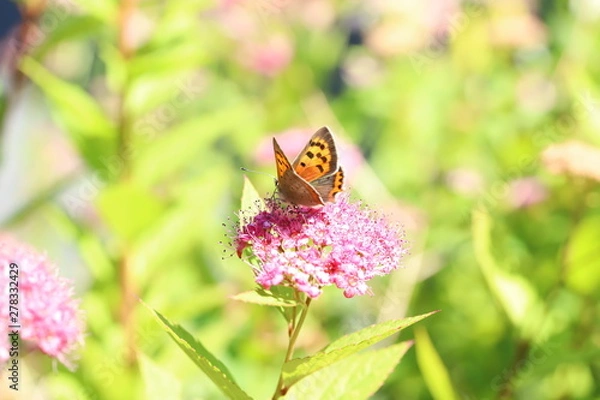 Obraz butterfly on a flower