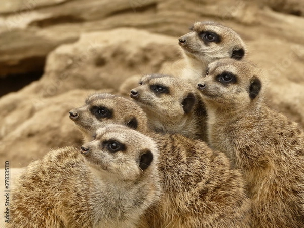 Fototapeta meerkat on guard
