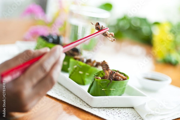 Obraz Insect assortment