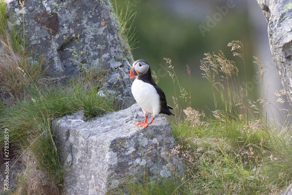 Fototapeta Papageientaucher