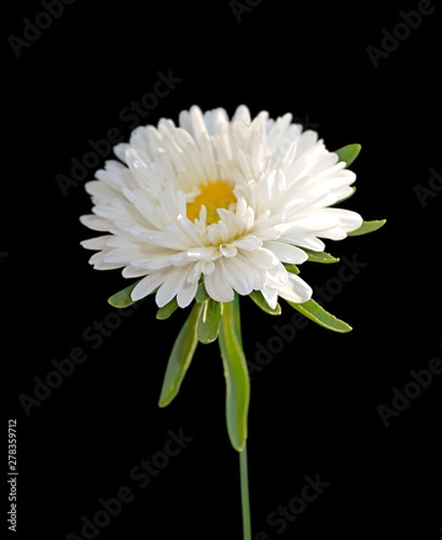 Obraz White aster isolated on a black background