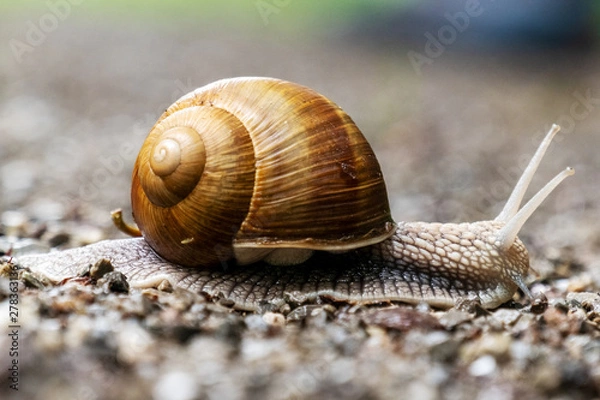 Fototapeta Weinbergschnecke