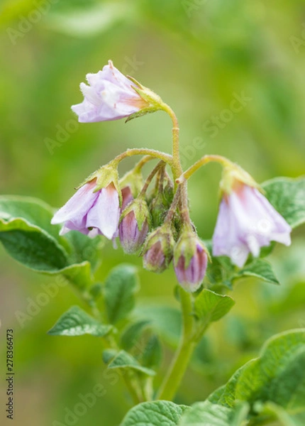 Fototapeta flowers of potatoes on a branch