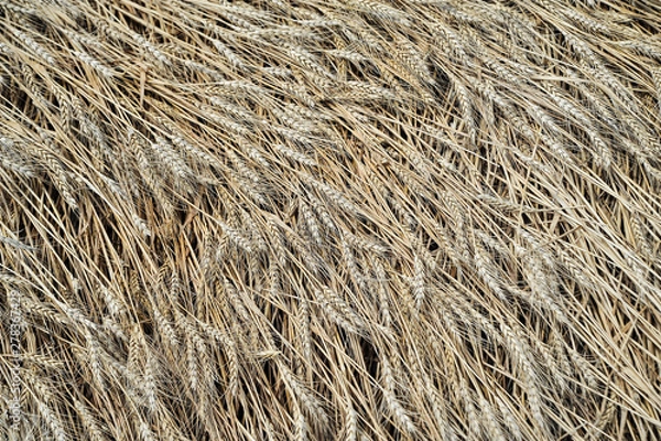 Fototapeta Yellow wheat texture.