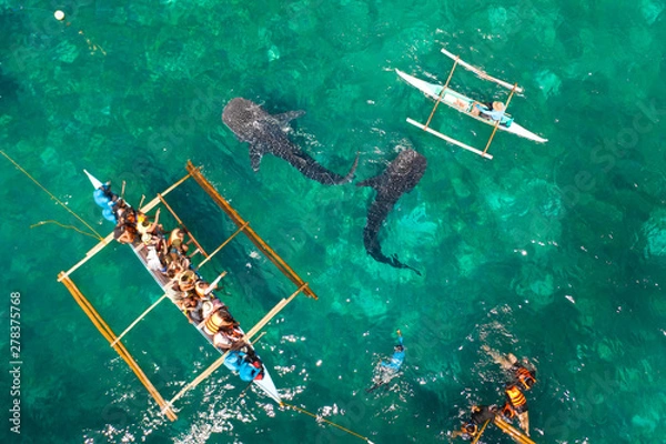 Fototapeta Place for diving and snorkeling and watching the whale shark, top view, Oslob, Philippines. Tourists are watching whale sharks.
