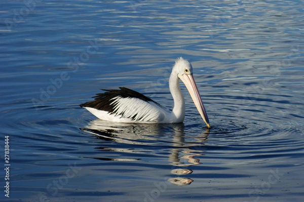 Fototapeta Pelican