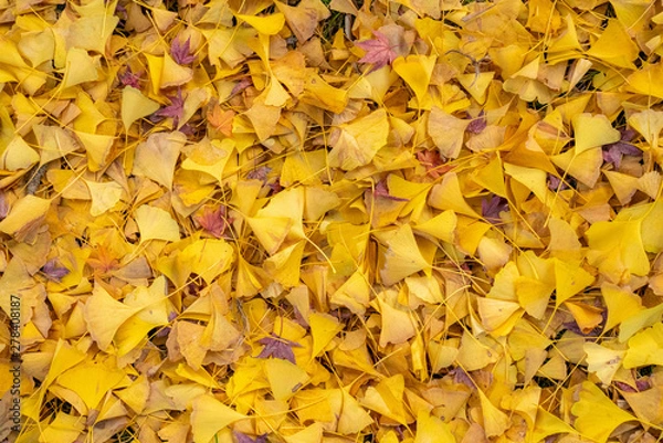 Fototapeta 黄色い絨毯