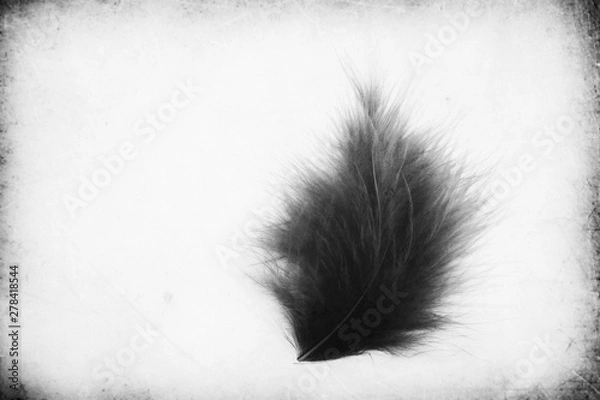 Fototapeta Beautiful abstract close up color gray and black feathers on the white isolated paper background and wallpaper