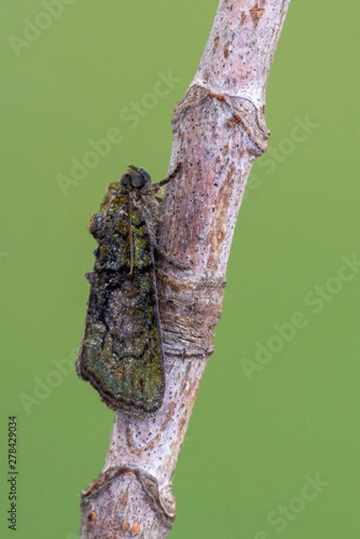 Obraz owlet moth - Tree-Lichen Beauty - Cryphia algae