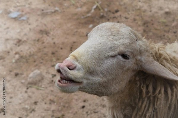 Obraz portrait of a sheep