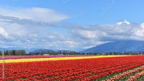 Obraz field of tulips in front of mountain in pacific northwest