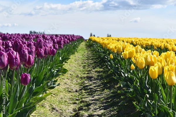 Obraz field of colorful tulips in the pacific northwest