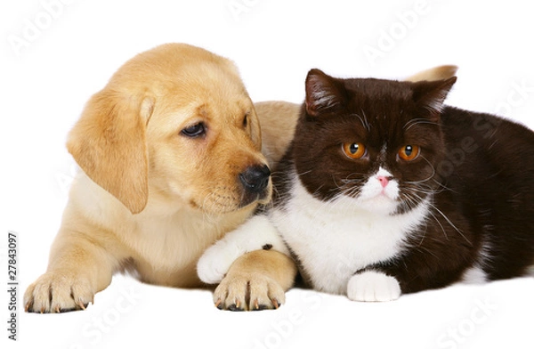 Fototapeta British cat and puppy labrador.