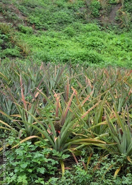 Obraz field of pienapple