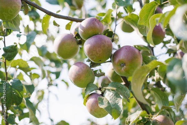 Fototapeta Green-red apples hang on a branch of an apple tree. Harvesting. Agriculture