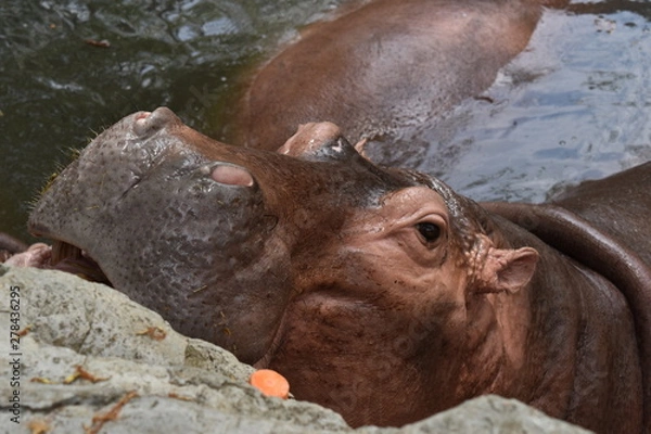 Obraz hippo in the water at the zoo