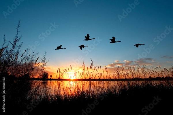 Obraz Geese flying over a beautiful sunset.