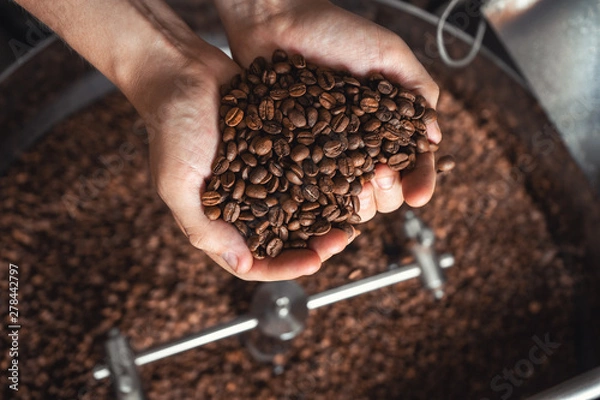Fototapeta Grains of fresh coffee roasting in hands on the background of the roaster