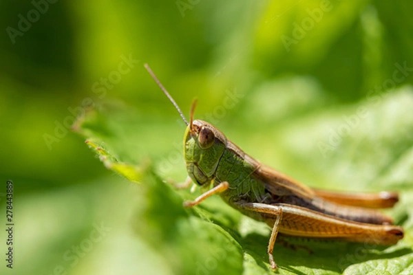 Obraz Green grasshopper on green leaves close-up