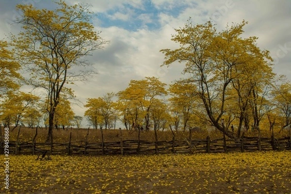 Fototapeta guayacanes