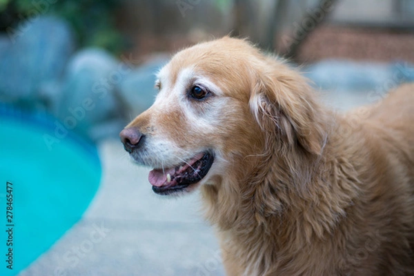 Fototapeta happy senior golden retriever dog.