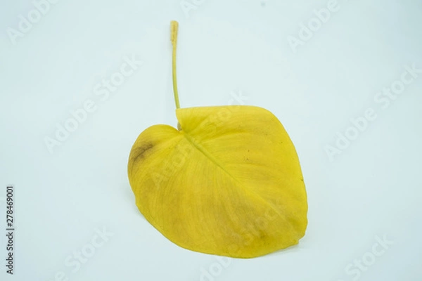 Fototapeta 観葉植物　モンステラ　変色　黄色　Foliage plant	