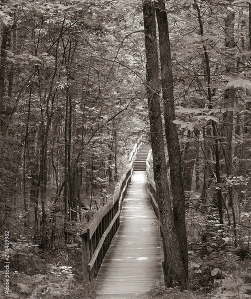 Fototapeta bridge in forest